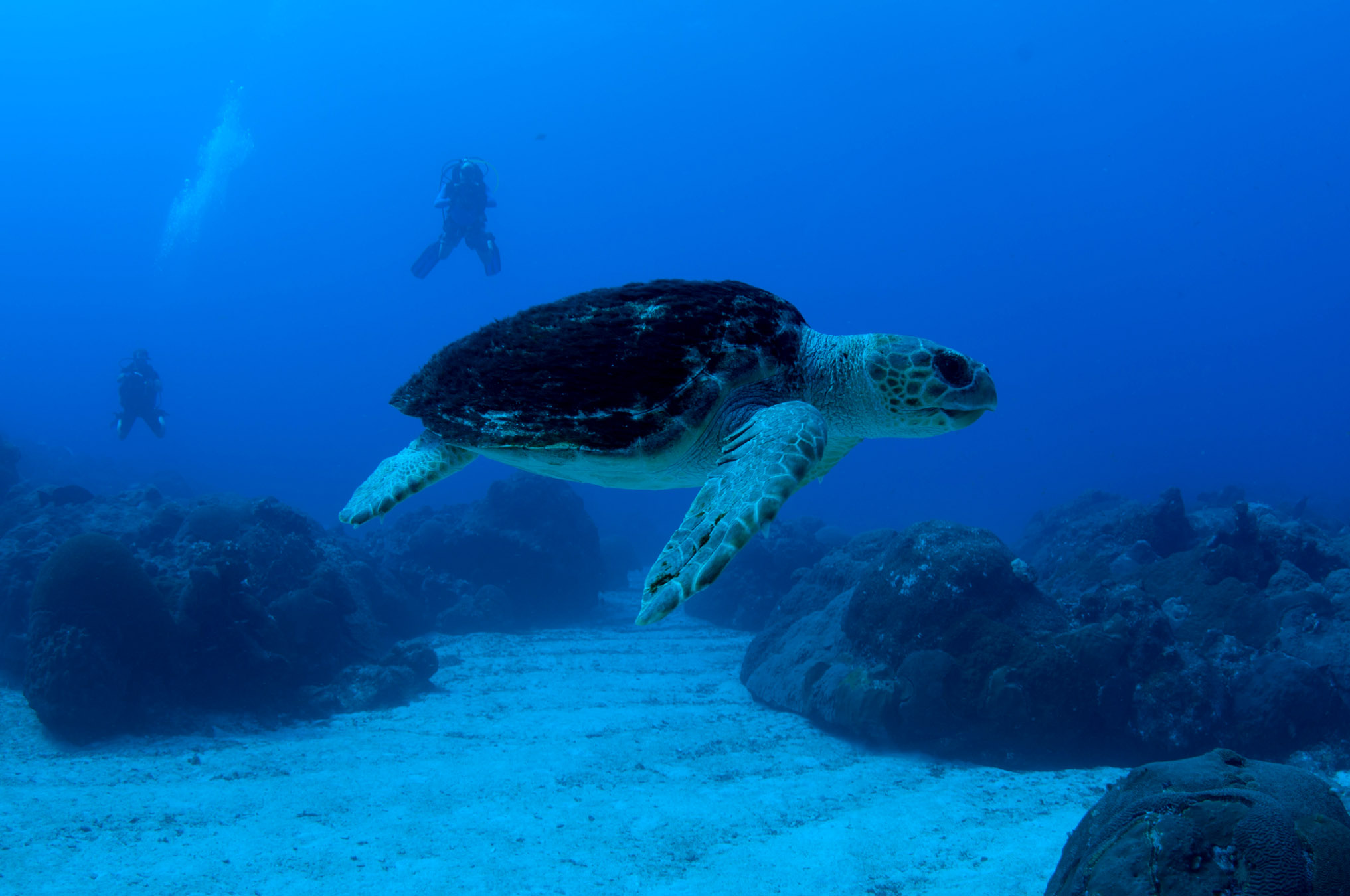 Loggerhead Sea Turtle