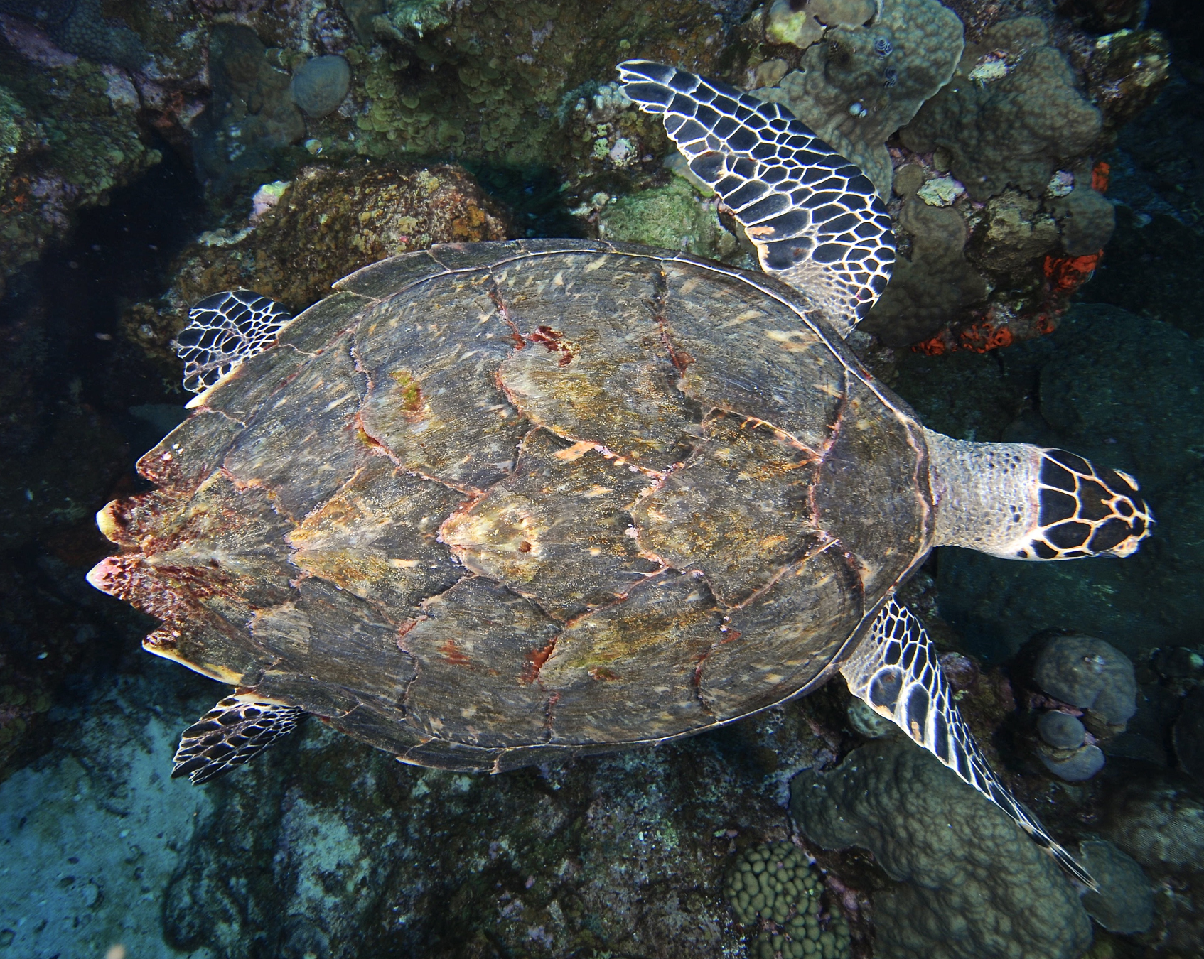 Рыбы морская черепаха