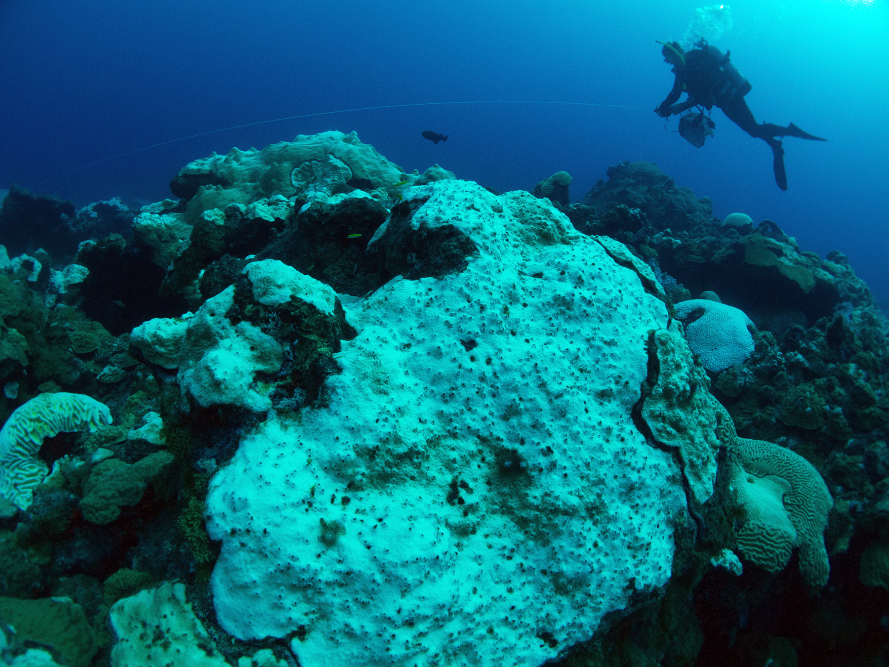 Океанография. Риф Хаттон. Океанография фото. Dying Coral Reefs.