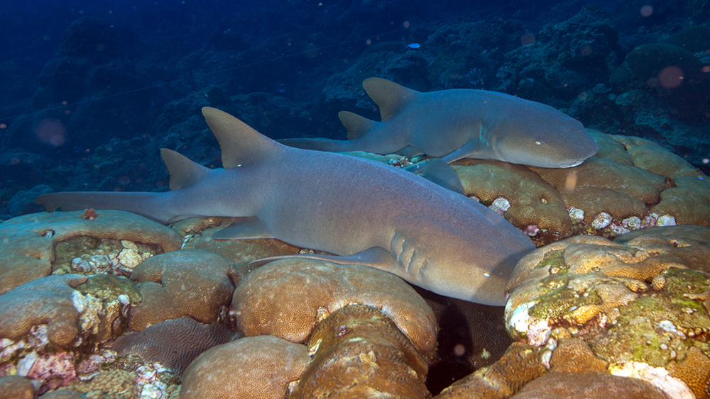 New Caledonia Expedition: Diving With Fish That Haven’t Seen Divers Grey reef sh